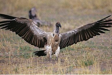 知名直播和视频录制软件《OBS Studio》上架Steam 免费使用